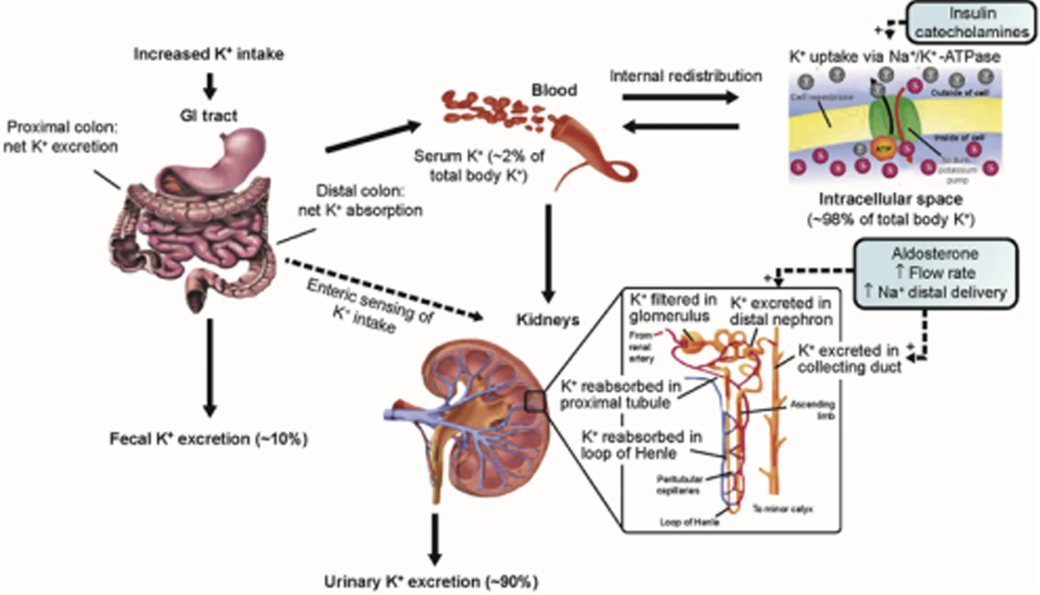 Ch29-2025-Supplementary-Fig1 Ch29-2025-Supplementary-Fig1