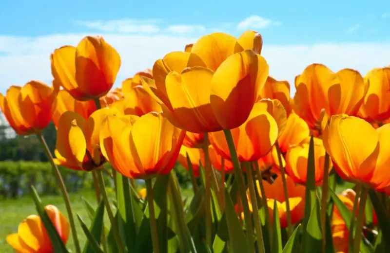 a group of orange tulips