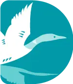 a white bird in the sky